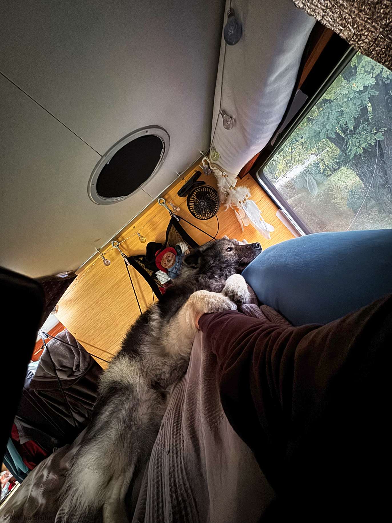 Q liegt im Bett wird gekrauelt und schaut hinaus